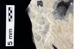 Foto (Detailansicht) von Goniodromites sp. (NHMW-GEO-1990-0041-0340b)